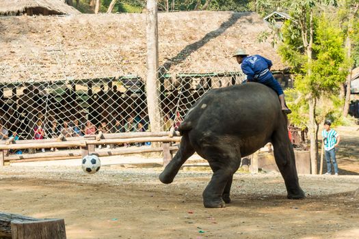 Chiangmai ,Thailand - February 20 : elephant use hindlegs to kick football on February 20 ,2016 at Mae Sa elephant camp ,Chiangmai ,Thailand