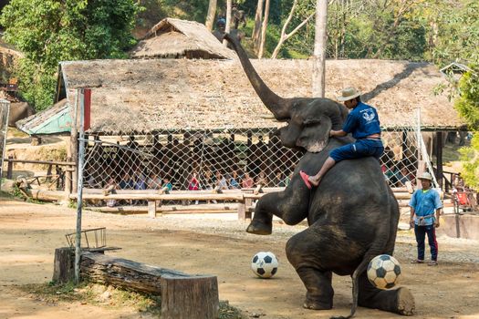 Chiangmai ,Thailand - February 20 : elephant raise forelegs , bellow and prepare to kick football on February 20 ,2016 at Mae Sa elephant camp ,Chiangmai ,Thailand