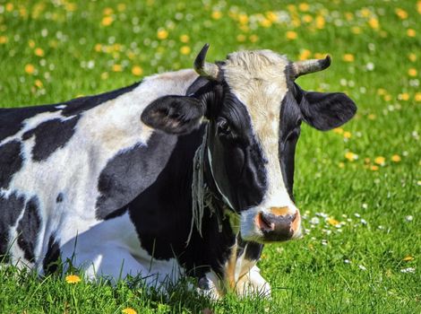 Famous black and white fribourg cow resting in the meadow by springtime, Switzerland