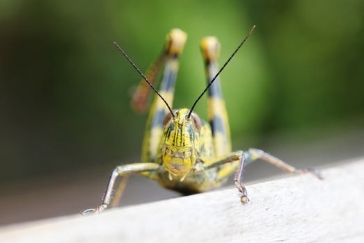 Close up of colorful big locust macro outdoors