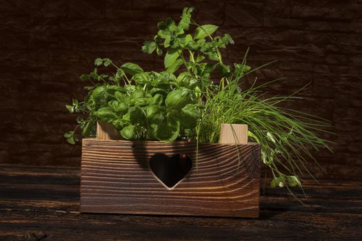 Various herbs in wooden vintage crate. Culinary aromatic herbs, basil, coriander, mint, rosemary, thyme and chive. 