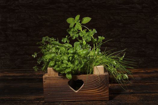 Various herbs in wooden vintage crate. Culinary aromatic herbs, basil, coriander, mint, rosemary, thyme and chive. 