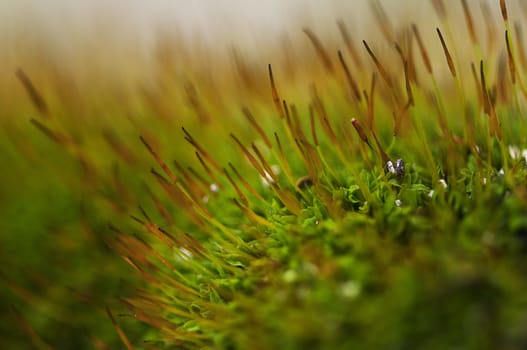 Close-up on a patch of green moss with seeds