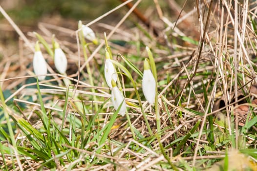 spring flower primrose, snowdrop bud blooming in the sun