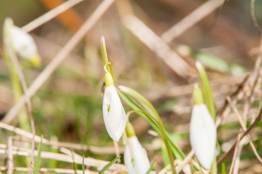 spring flower primrose, snowdrop bud blooming in the sun