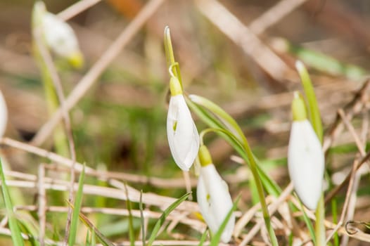 spring flower primrose, snowdrop bud blooming in the sun