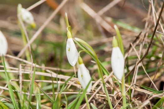 spring flower primrose, snowdrop bud blooming in the sun