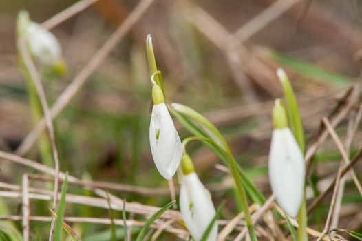 spring flower primrose, snowdrop bud blooming in the sun