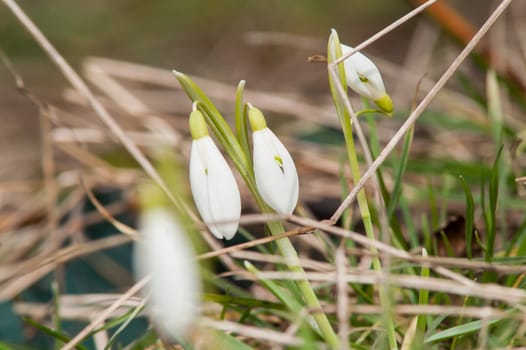 spring flower primrose, snowdrop bud blooming in the sun