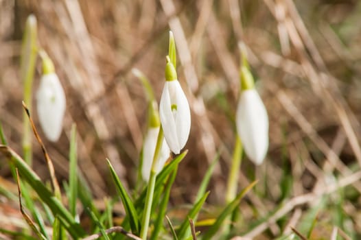 spring flower primrose, snowdrop bud blooming in the sun