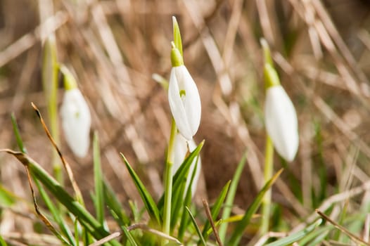 spring flower primrose, snowdrop bud blooming in the sun