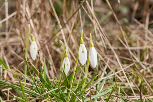 spring flower primrose, snowdrop bud blooming in the sun