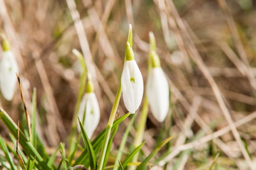 spring flower primrose, snowdrop bud blooming in the sun