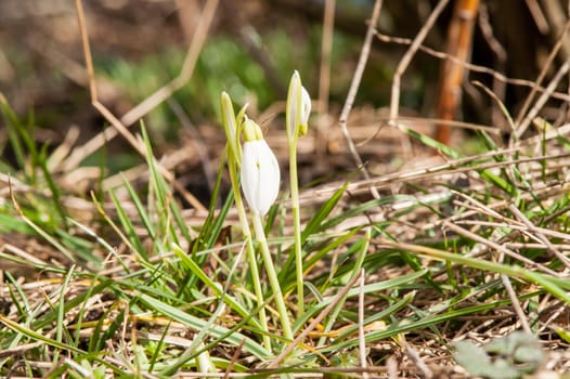 spring flower primrose, snowdrop bud blooming in the sun