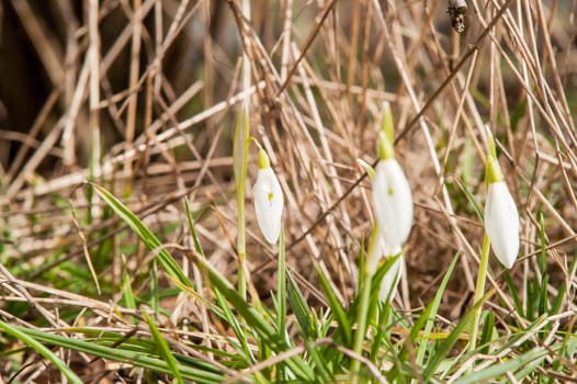 spring flower primrose, snowdrop bud blooming in the sun