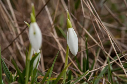 spring flower primrose, snowdrop bud blooming in the sun