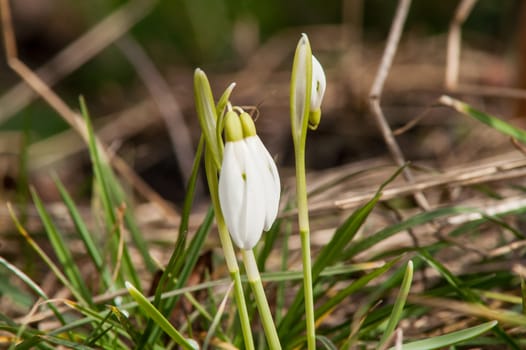 spring flower primrose, snowdrop bud blooming in the sun