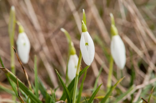 spring flower primrose, snowdrop bud blooming in the sun