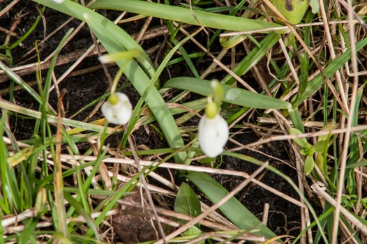 spring flower primrose, snowdrop bud blooming in the sun