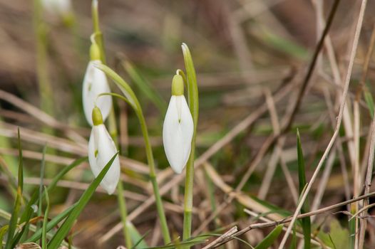 spring flower primrose, snowdrop bud blooming in the sun