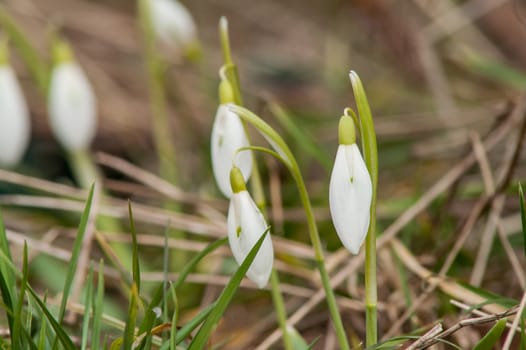 spring flower primrose, snowdrop bud blooming in the sun