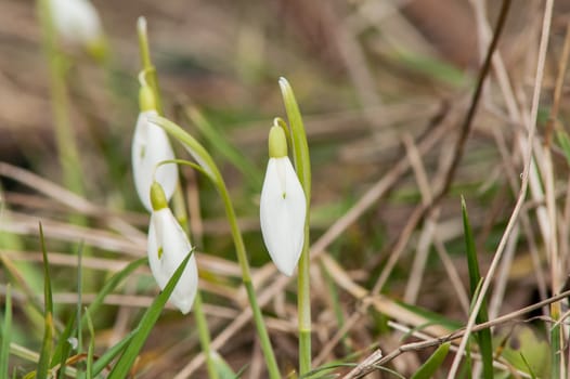 spring flower primrose, snowdrop bud blooming in the sun