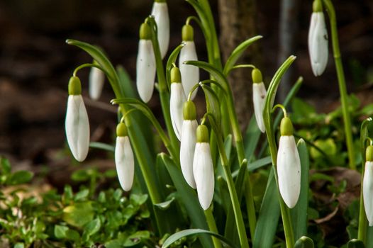 spring flower primrose, snowdrop bud blooming in the sun