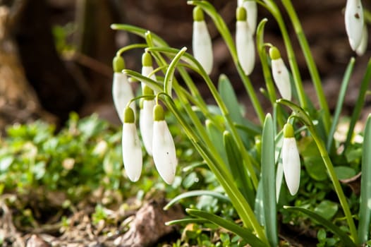 spring flower primrose, snowdrop bud blooming in the sun