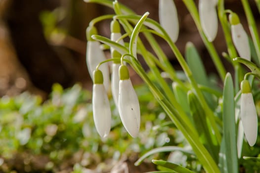 spring flower primrose, snowdrop bud blooming in the sun