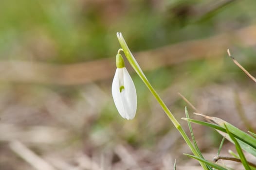 spring flower primrose, snowdrop bud blooming in the sun