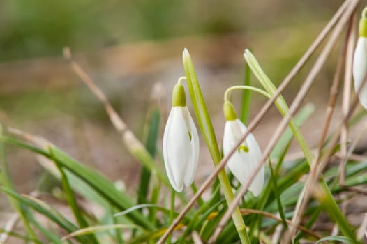 spring flower primrose, snowdrop bud blooming in the sun