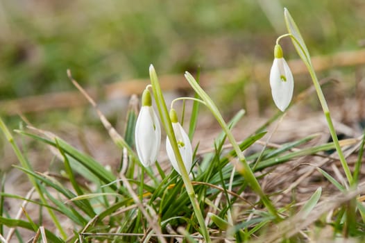 spring flower primrose, snowdrop bud blooming in the sun