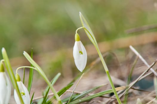 spring flower primrose, snowdrop bud blooming in the sun