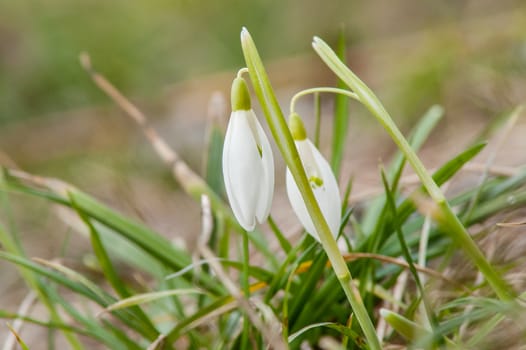 spring flower primrose, snowdrop bud blooming in the sun