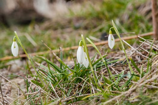 spring flower primrose, snowdrop bud blooming in the sun