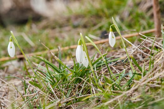 spring flower primrose, snowdrop bud blooming in the sun