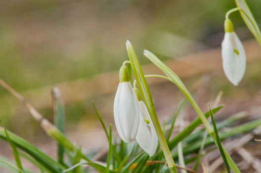 spring flower primrose, snowdrop bud blooming in the sun