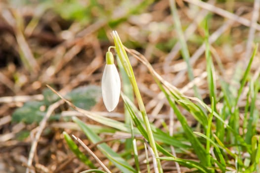 spring flower primrose, snowdrop bud blooming in the sun