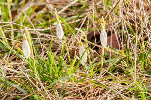 spring flower primrose, snowdrop bud blooming in the sun