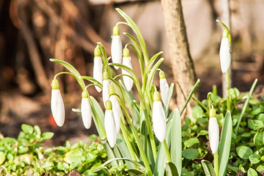 spring flower primrose, snowdrop bud blooming in the sun