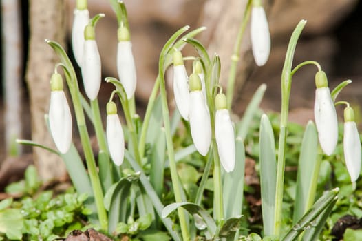 spring flower primrose, snowdrop bud blooming in the sun