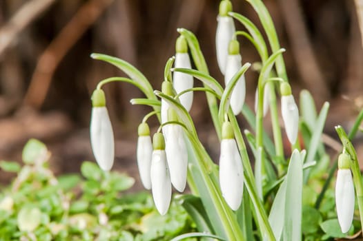 spring flower primrose, snowdrop bud blooming in the sun