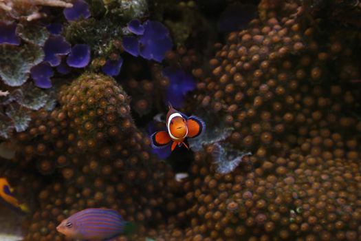 clownfisch swimming in an aquarium