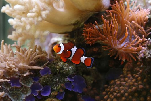 clownfish swimming in an aquarium