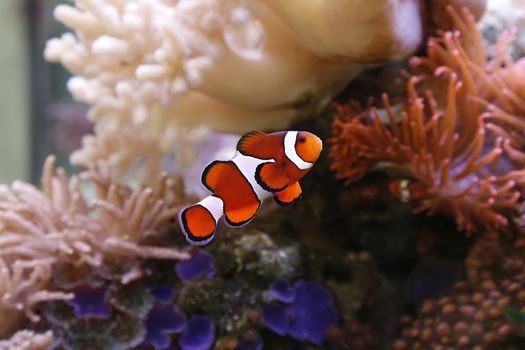 clownfish swimming in an aquarium