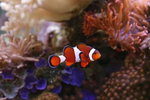 clownfish swimming in an aquarium