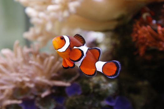 clownfish swimming in an aquarium