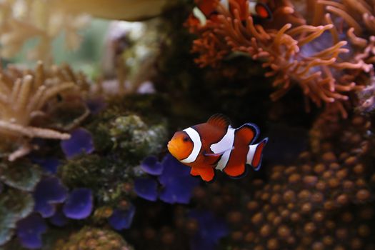 clownfish swimming in an aquarium