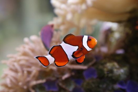 clownfish swimming in an aquarium