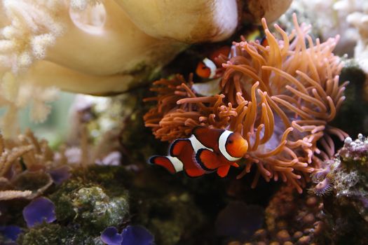 clownfish swimming in an aquarium